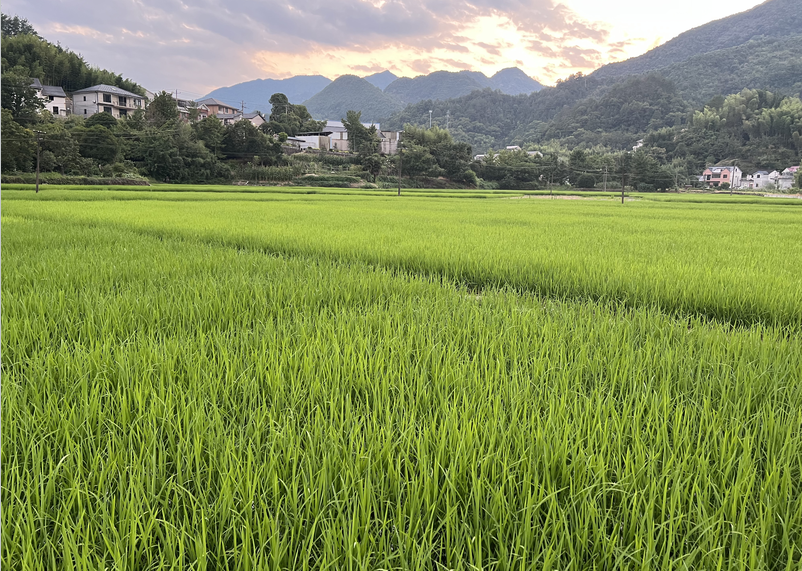 福建省農(nóng)業(yè)農(nóng)村廳關于征集再生稻收獲機械并開展現(xiàn)場演示評價活動的通告