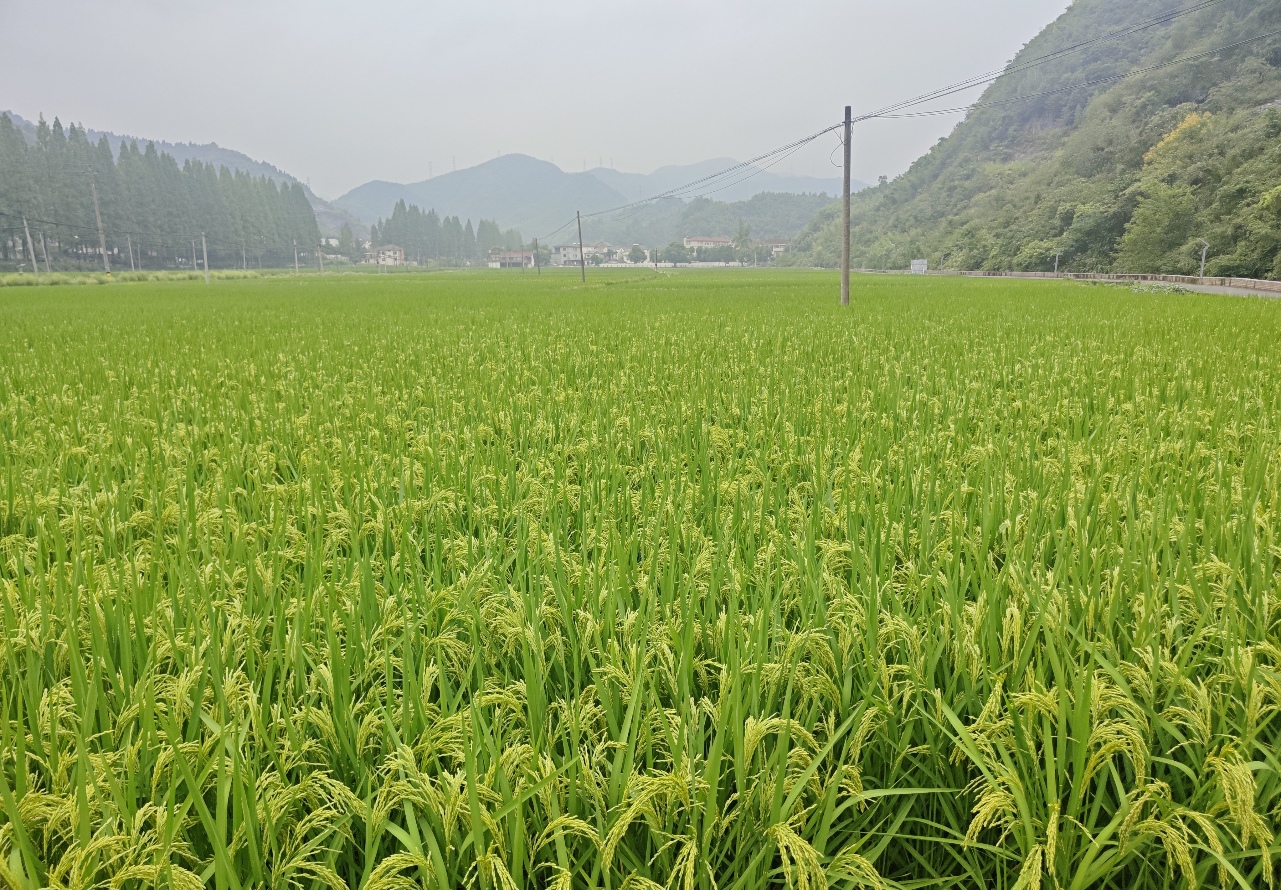 福鼎舉辦農業“五新”(農機新機具)示范推廣培訓會