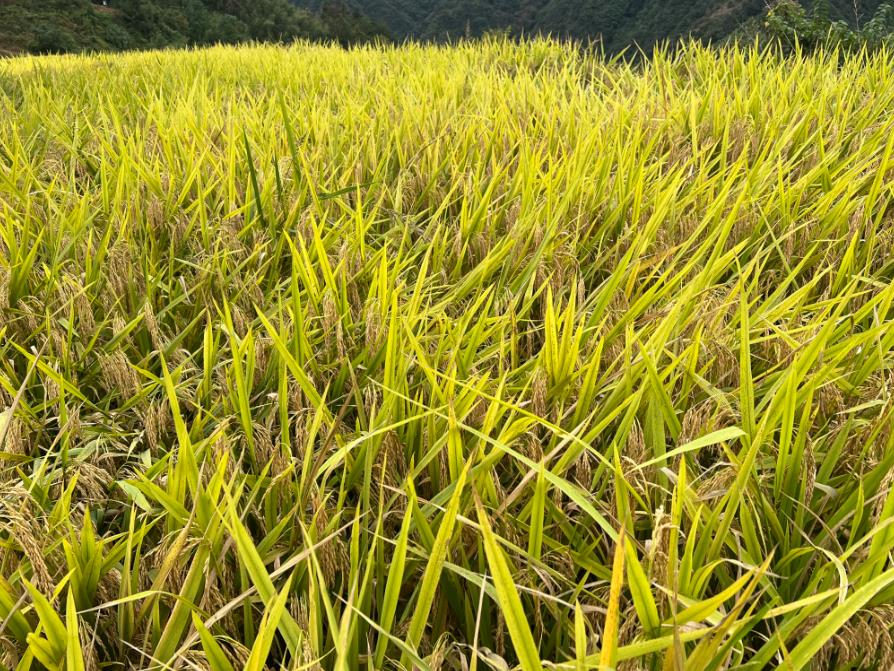 最高可補貼60萬元!湖南省投入3000萬元開展稻谷烘干、茶葉加工成套設施補貼試點工作