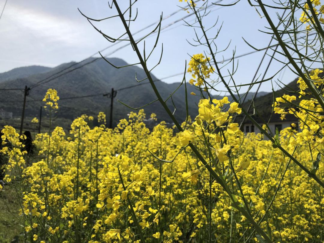 驚蟄到，春耕啟，萬物生長