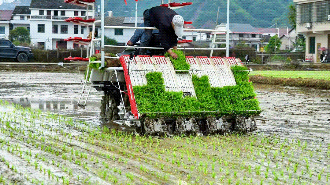 春耕看“新” | 湘北高標準農田里的智慧春景