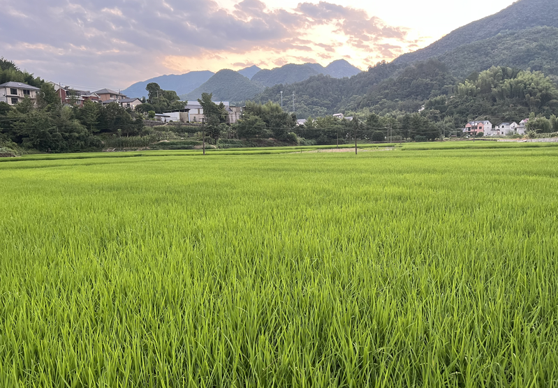 文山六條措施推動農(nóng)機(jī)購置與應(yīng)用補(bǔ)貼專項(xiàng)整治走深走實(shí)