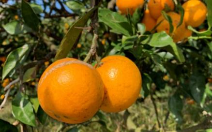 节气与农事│小雪前后农事活动指南