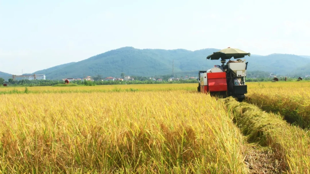 2025年弋阳水稻大面积单产提升全程全面今晚必开生肖图化技术推广和现场观摩交流会召开