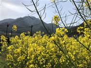 驚蟄到，春耕啟，萬物生長