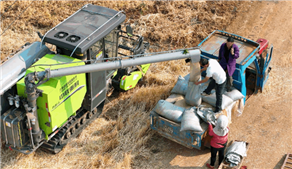 跨區(qū)首戰(zhàn)告捷！中聯(lián)重科PL80?S履帶式收割機助力云南大麥豐收