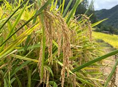 江苏省农业农村厅关于谷物（粮食）干燥机（烘干机）重新投档的通知