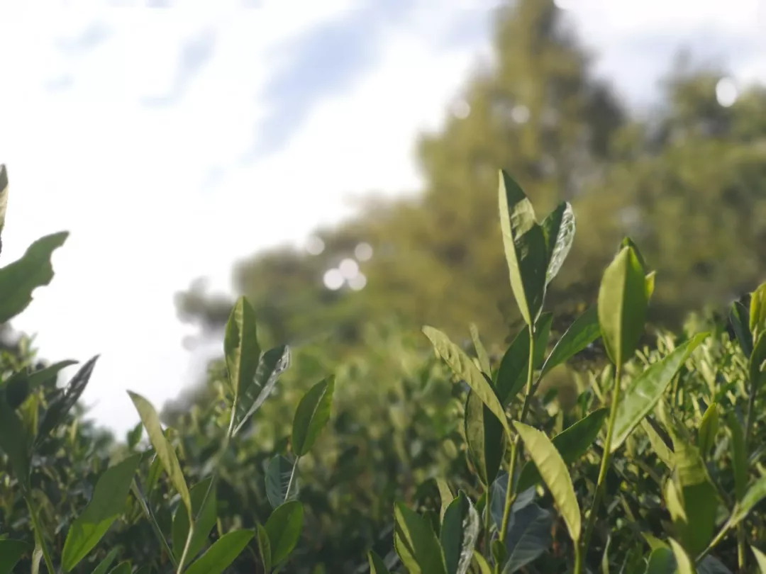 2026年秋冬季茶园生产管理技术指导意见